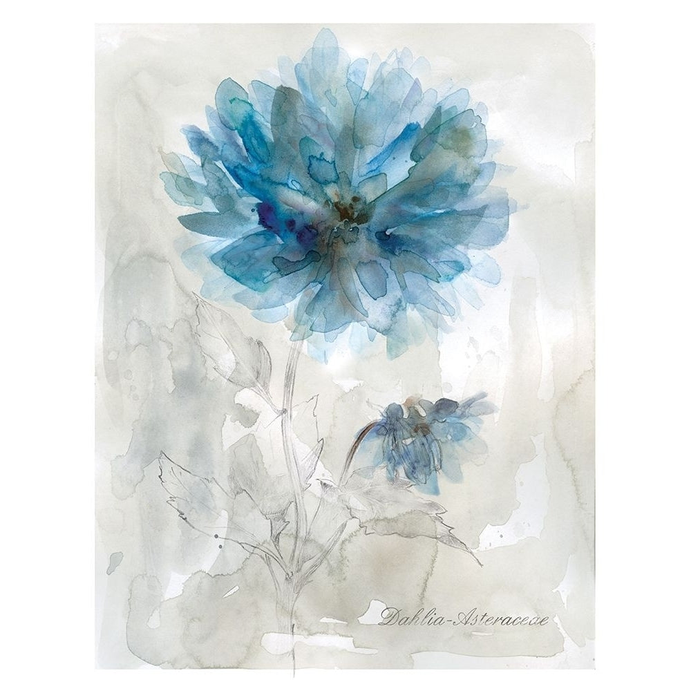 Blue Dahlia Poster Print by Carol Robinson-VARPDX19679 Image 1