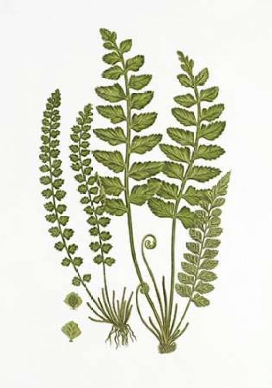 Sea Spleenwort Poster Print by Anonymous -VARPDX197327 Image 1