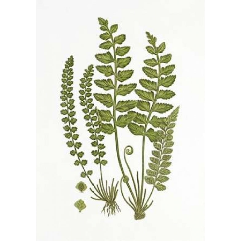 Sea Spleenwort Poster Print by Anonymous -VARPDX197327 Image 2