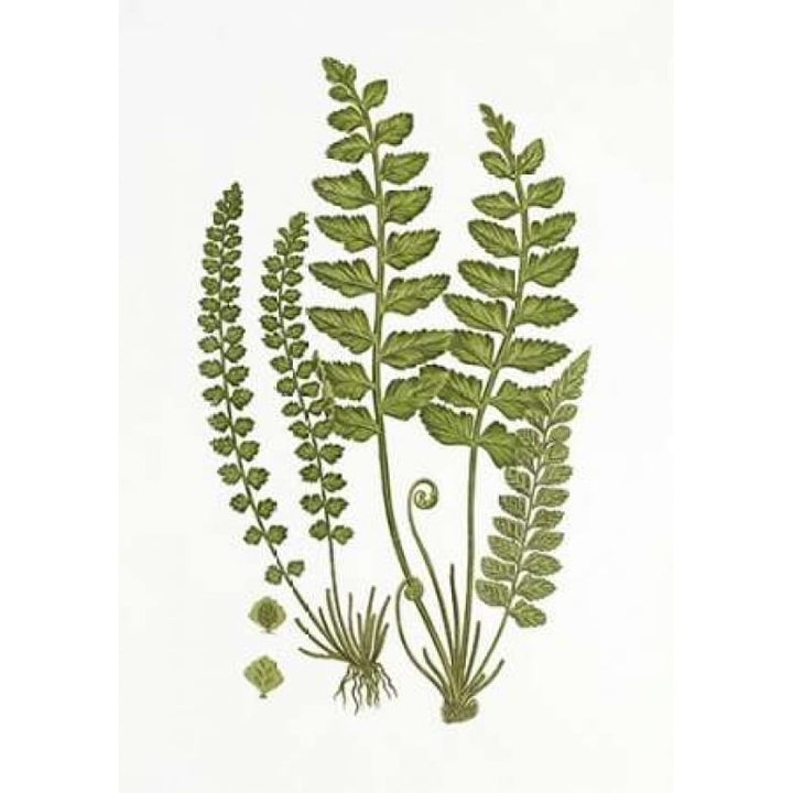 Sea Spleenwort Poster Print by Anonymous -VARPDX197327 Image 1