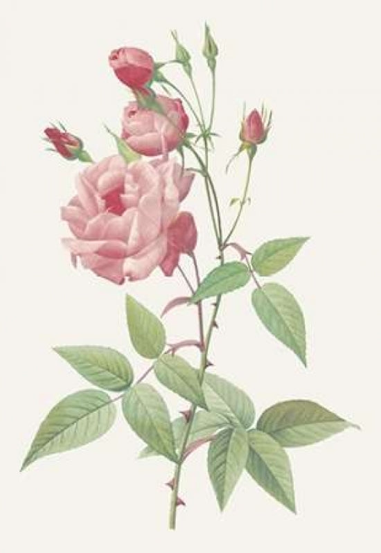 Rosa Indica Vulgaris Poster Print by Pierre Redoute-VARPDX197360 Image 1