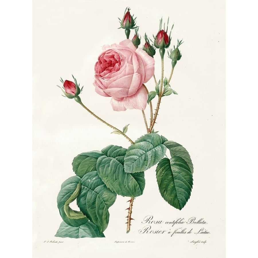 Rosa Centrifolia Bullata Poster Print by Pierre Joseph Redoute-VARPDX197357 Image 1