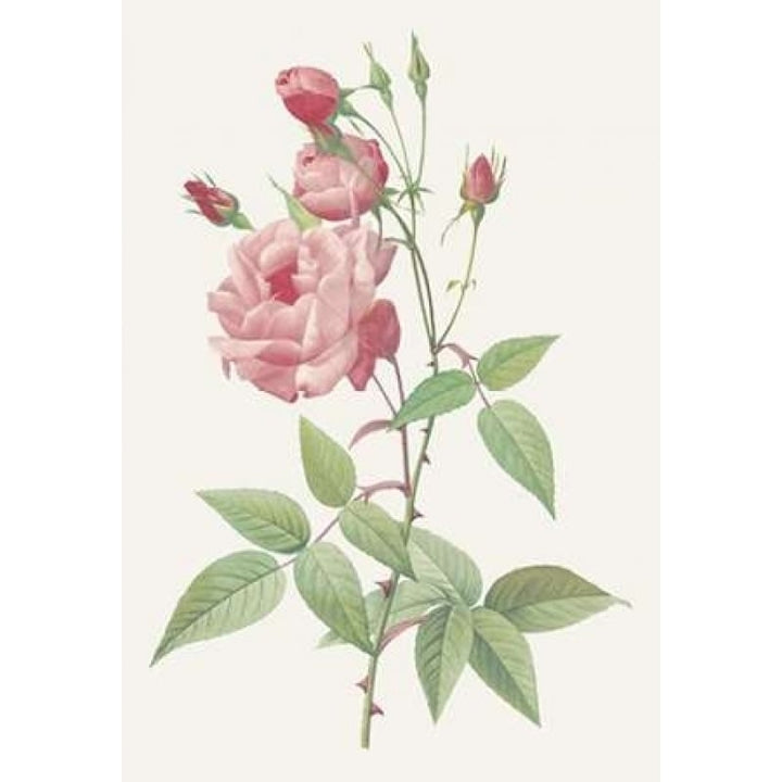 Rosa Indica Vulgaris Poster Print by Pierre Redoute-VARPDX197360 Image 2