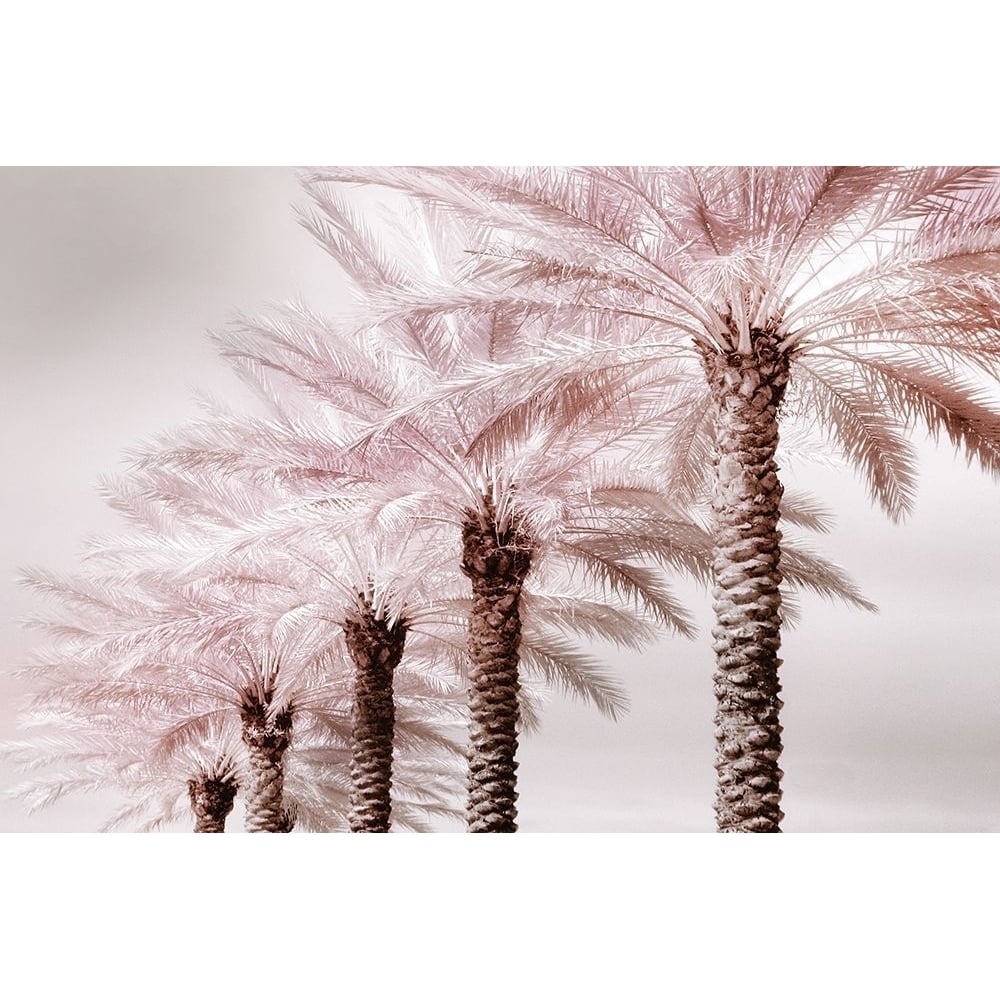 Stately Palms Poster Print by Danita Delimont-VARPDX19748 Image 1