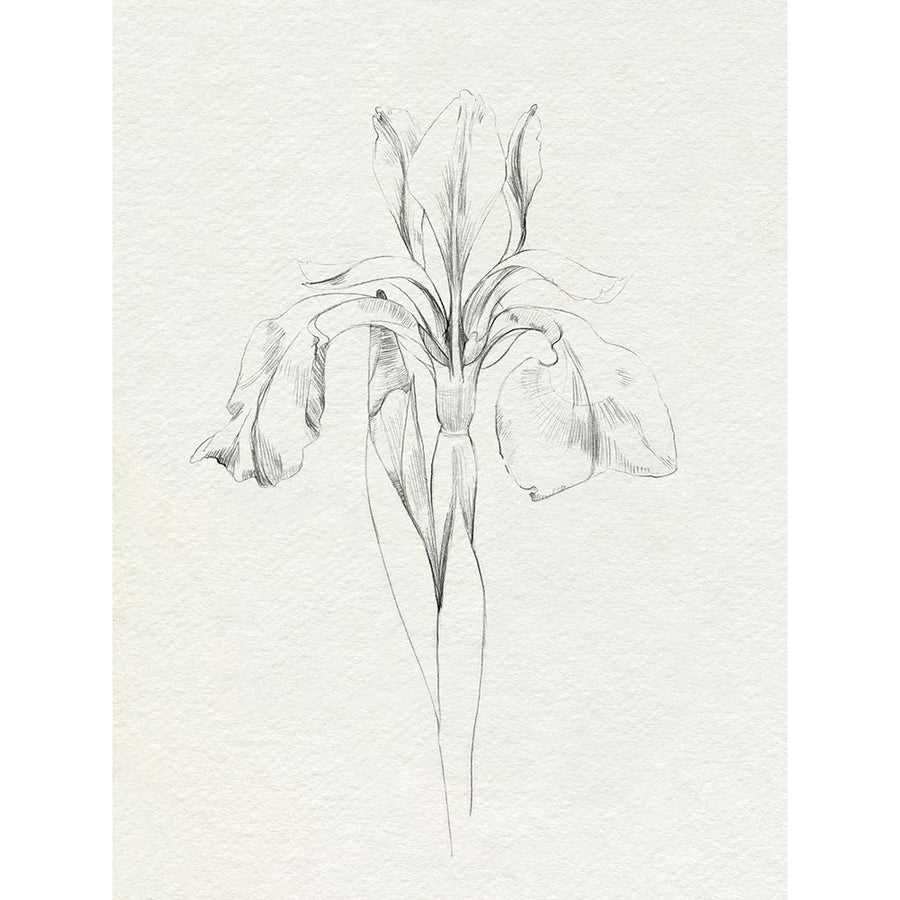 Neutral Iris Sketch I Poster Print - Emma Caroline-VARPDX197461Z Image 1