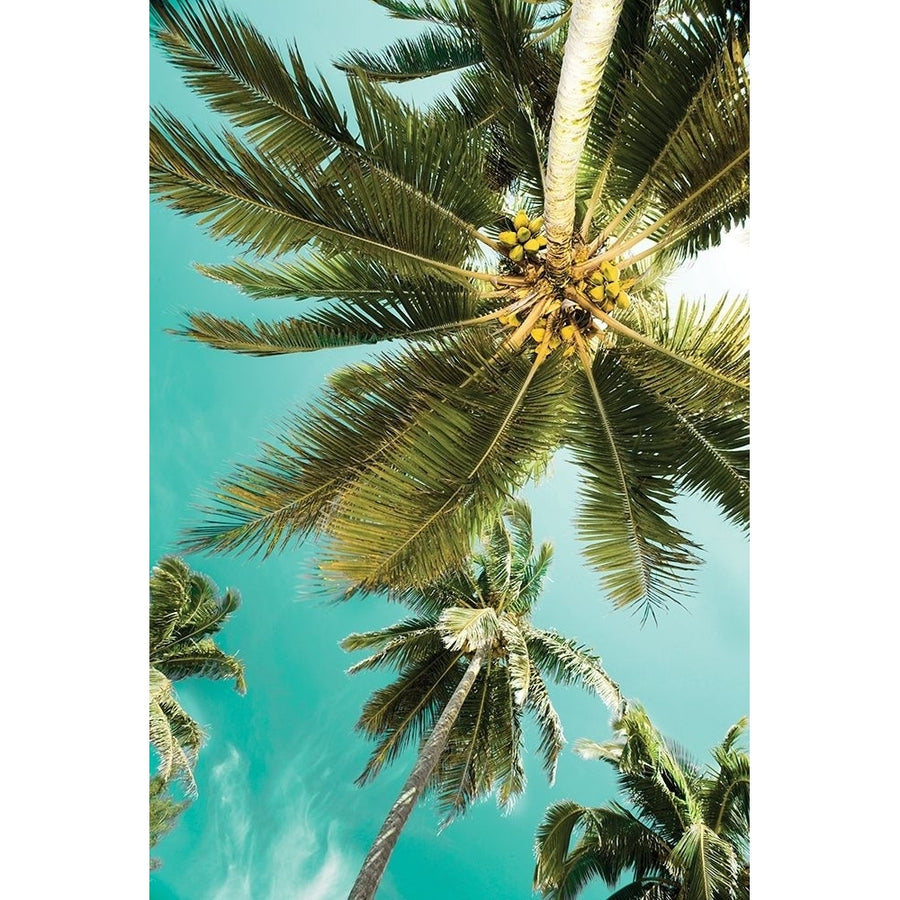 Palms Up Poster Print by Danita Delimont-VARPDX19749 Image 1