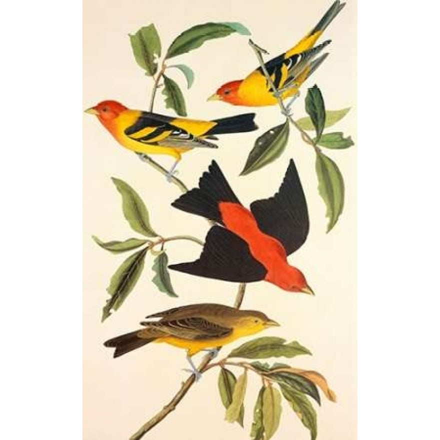 Louisiana Tanager Scarlet Tanager Poster Print by John James Audubon-VARPDX197742 Image 1