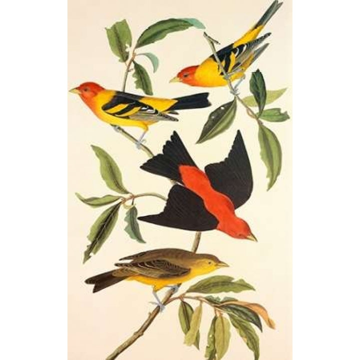 Louisiana Tanager Scarlet Tanager Poster Print by John James Audubon-VARPDX197742 Image 2