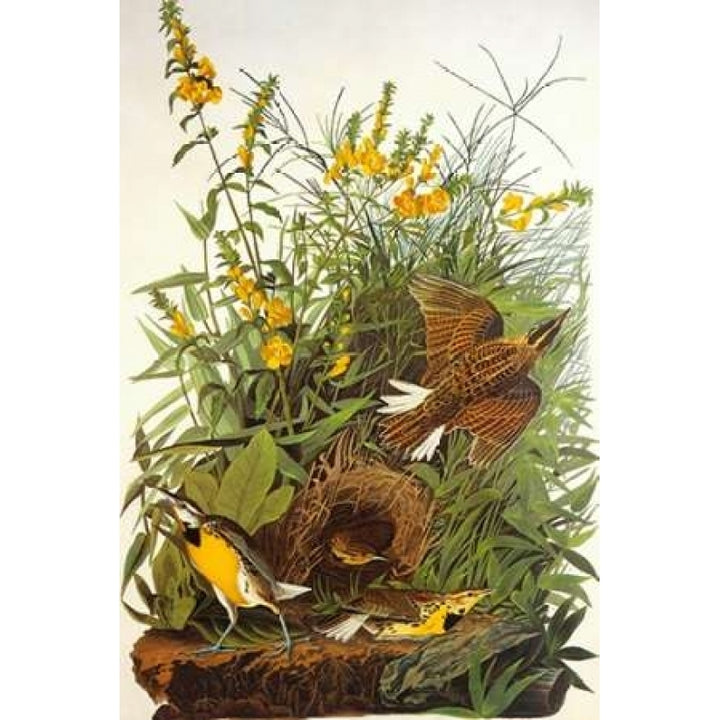 Meadow Lark Poster Print by John James Audubon-VARPDX197761 Image 1