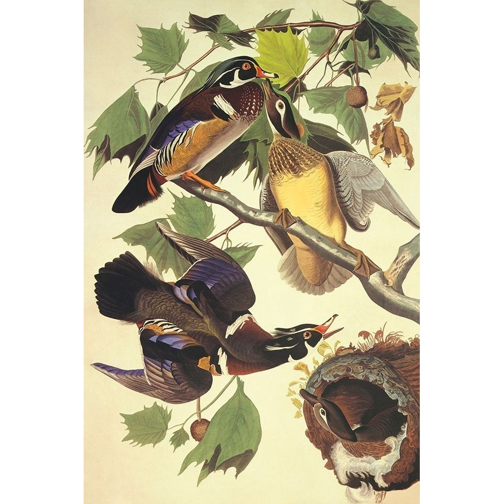 Summer Or Wood Duck Poster Print by John James Audubon-VARPDX197783 Image 1