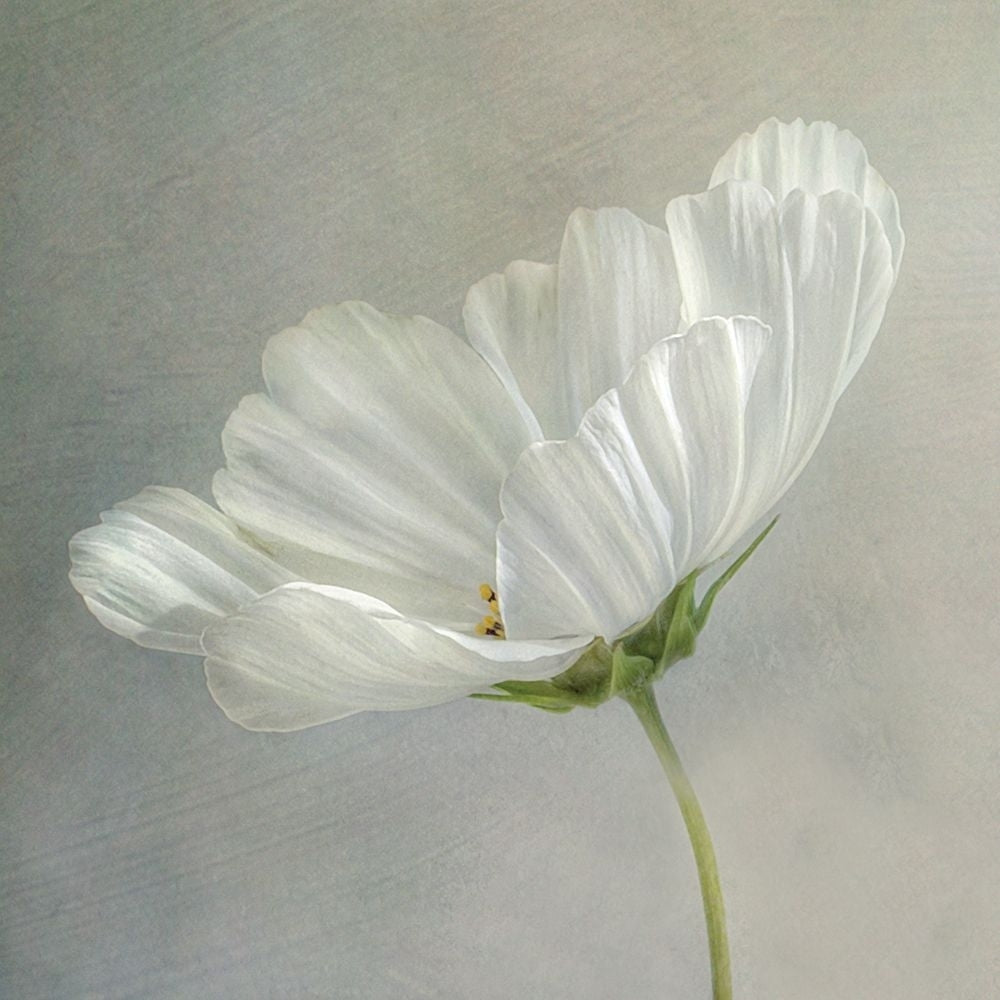 Daisy Detail Poster Print by Mandy Disher-VARPDX19780 Image 1