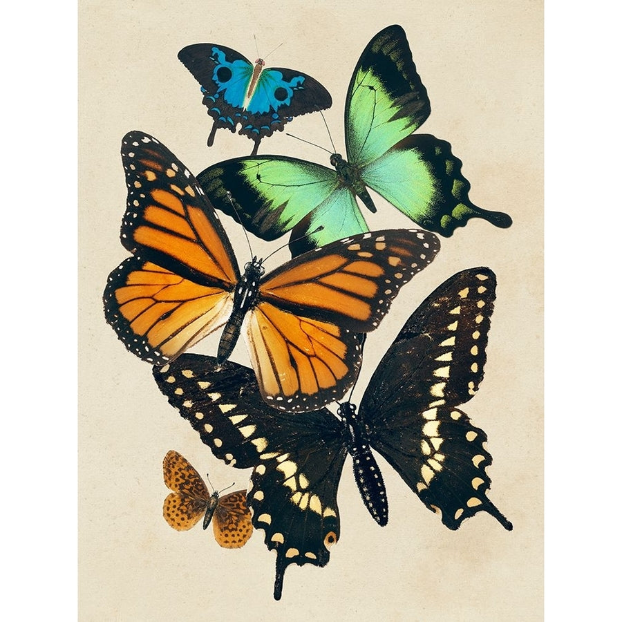 Collaged Butterflies I Poster Print - Victoria Barnes-VARPDX197966Z Image 1