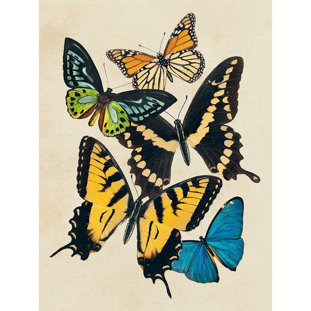 Collaged Butterflies II Poster Print - Victoria Barnes-VARPDX197967Z Image 1