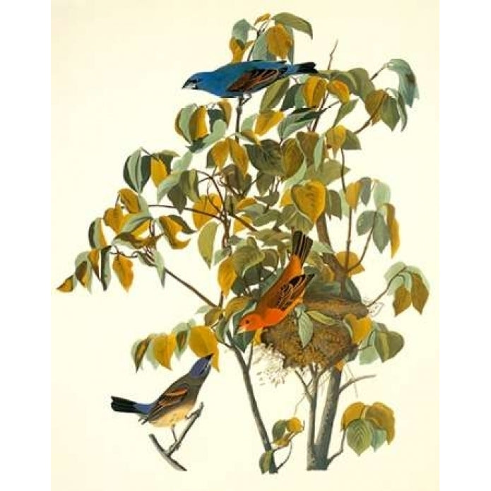 Blue Grosbeak Poster Print by John James Audubon-VARPDX198091 Image 1