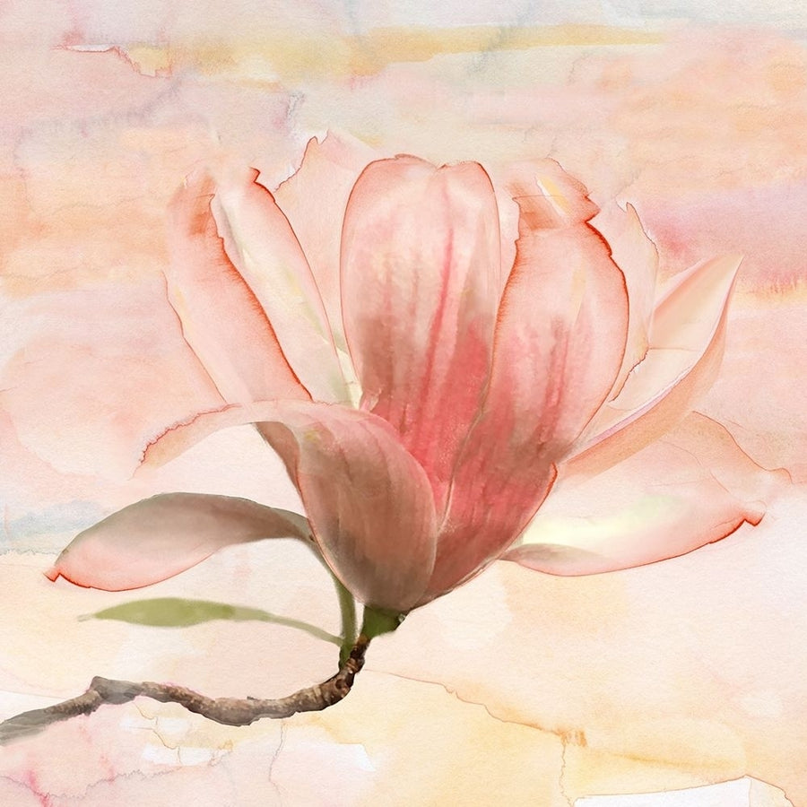 Dreamy Magnolia I Poster Print by Nan-VARPDX19831 Image 1