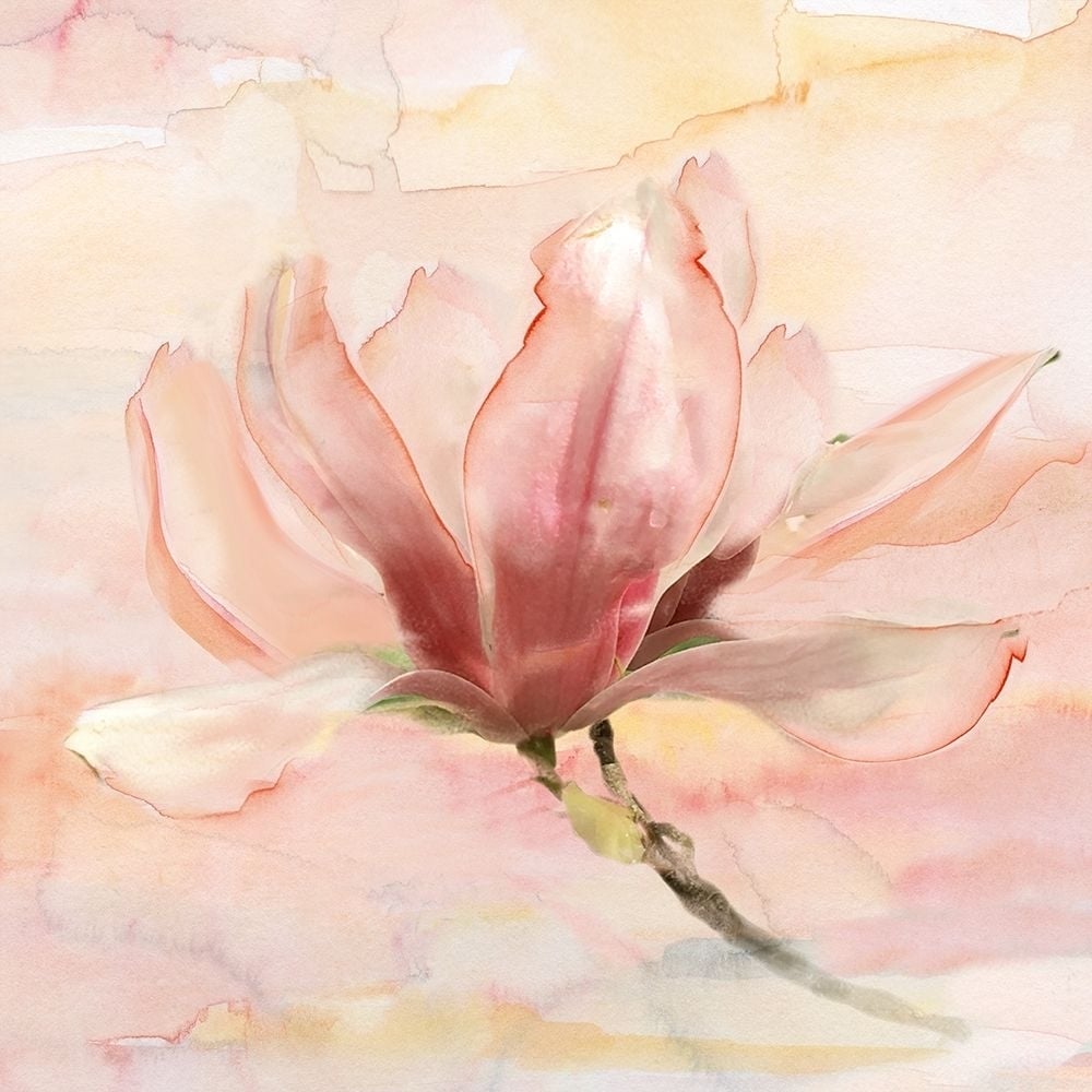 Dreamy Magnolia II Poster Print by Nan-VARPDX19832 Image 1