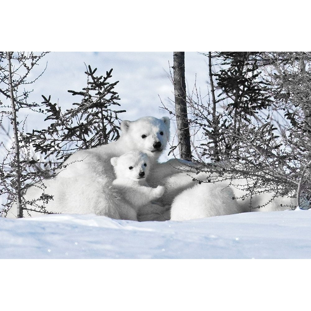 Winter Cubs Poster Print by Danita Delimont-VARPDX19842 Image 1