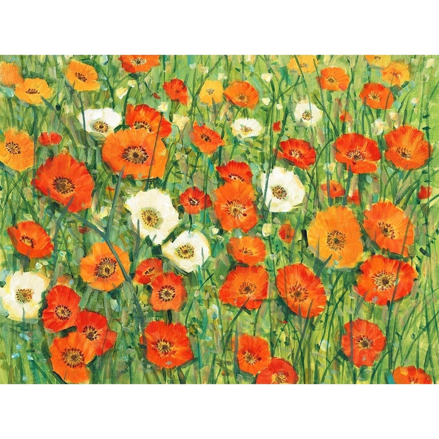 Poppy Meadow I Poster Print - Tim OToole-VARPDX198416FN Image 1