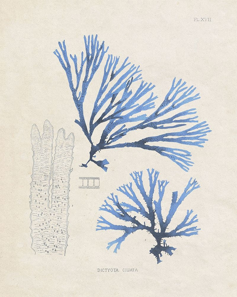 Blue Marine Algae V Poster Print - Studio Vision-VARPDX198564Z Image 1