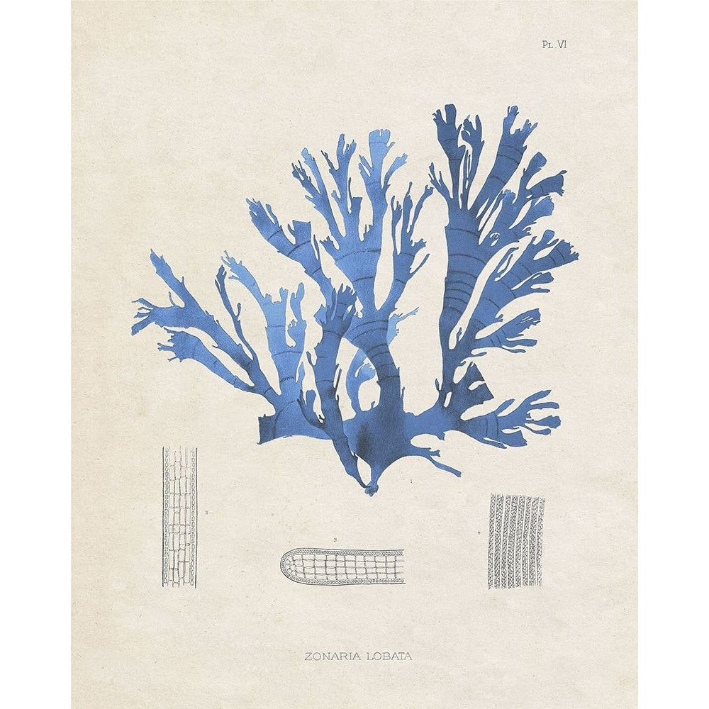 Blue Marine Algae IX Poster Print - Studio Vision-VARPDX198568Z Image 1