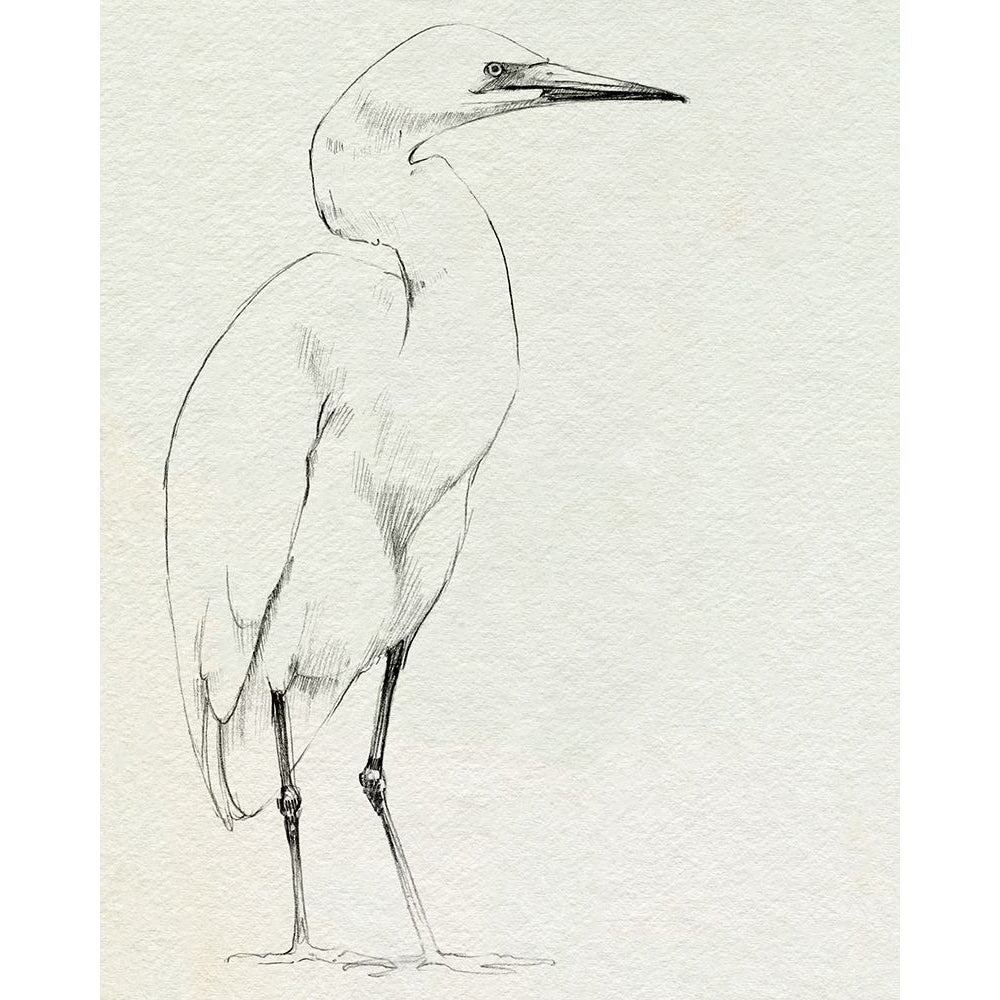 Erect Egret I Poster Print - Emma Caroline-VARPDX198586Z Image 1