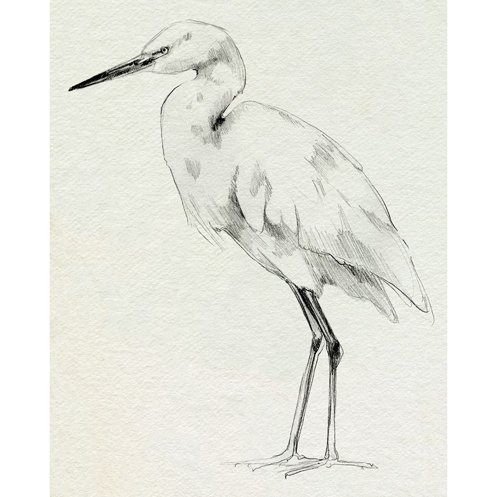 Erect Egret II Poster Print - Emma Caroline-VARPDX198587Z Image 1