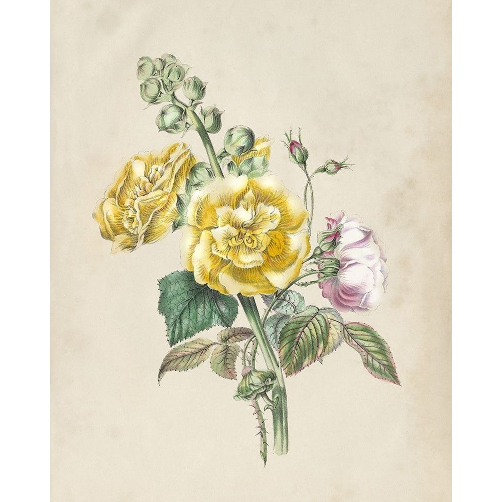 Antique Garden Bouquet II Poster Print - Studio Vision-VARPDX198627Z Image 1