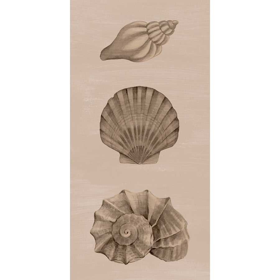 Shells on Sepia II Poster Print - Grace Popp-VARPDX199133Z Image 1