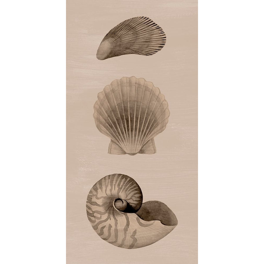 Shells on Sepia I Poster Print - Grace Popp-VARPDX199132Z Image 1