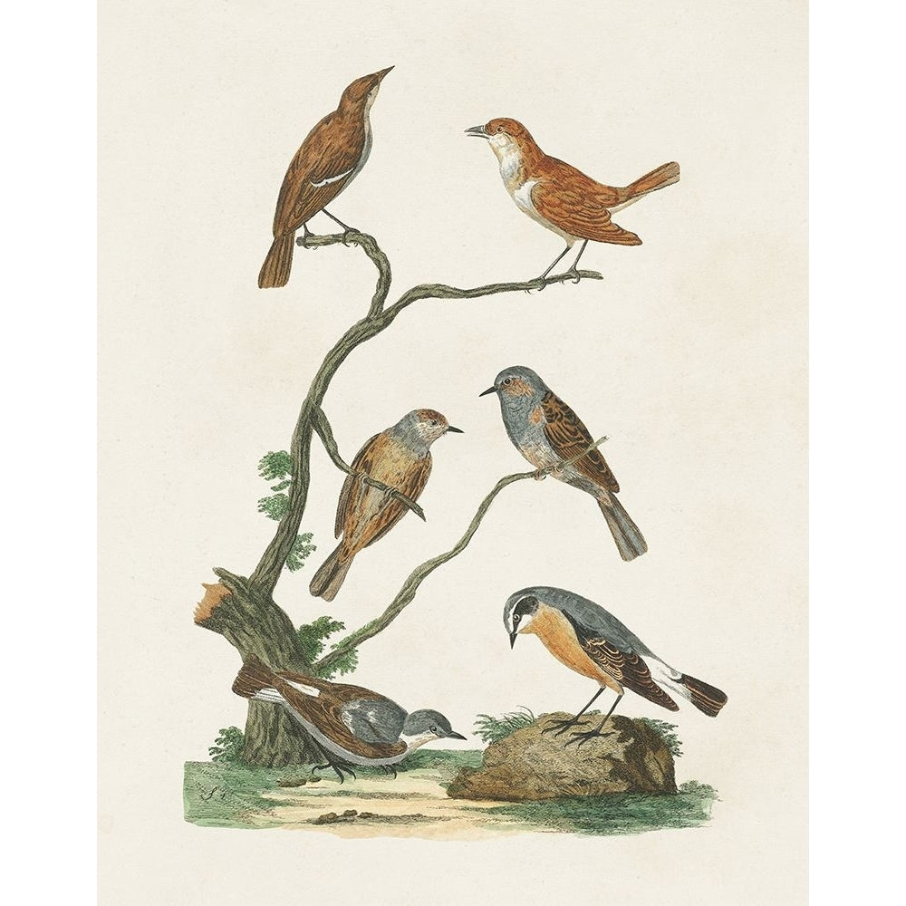 Antique Birds in Nature IV Poster Print - Studio Vision-VARPDX199416Z Image 1