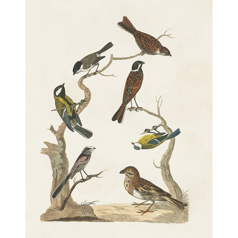 Antique Birds in Nature II Poster Print - Studio Vision-VARPDX199414Z Image 1