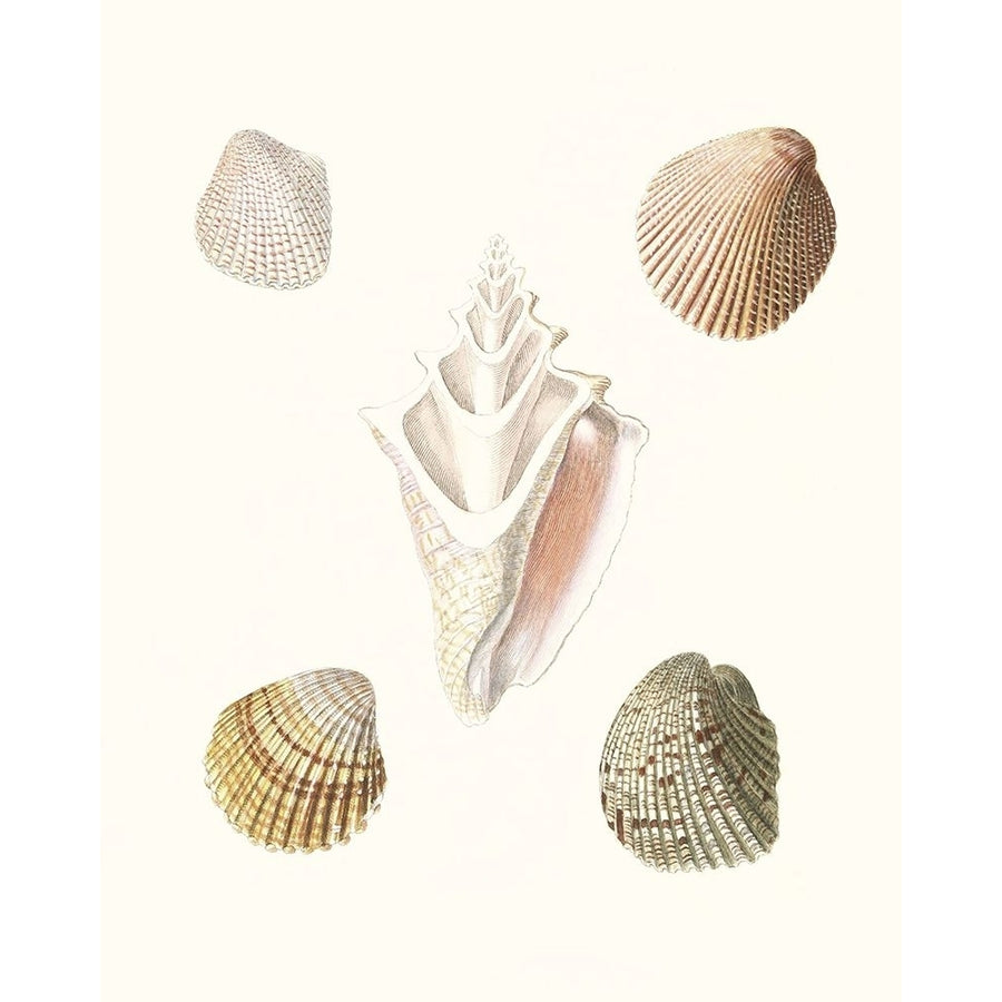 Pastel Knorr Shells IX Poster Print - G.W. Knorr-VARPDX199537Z Image 1