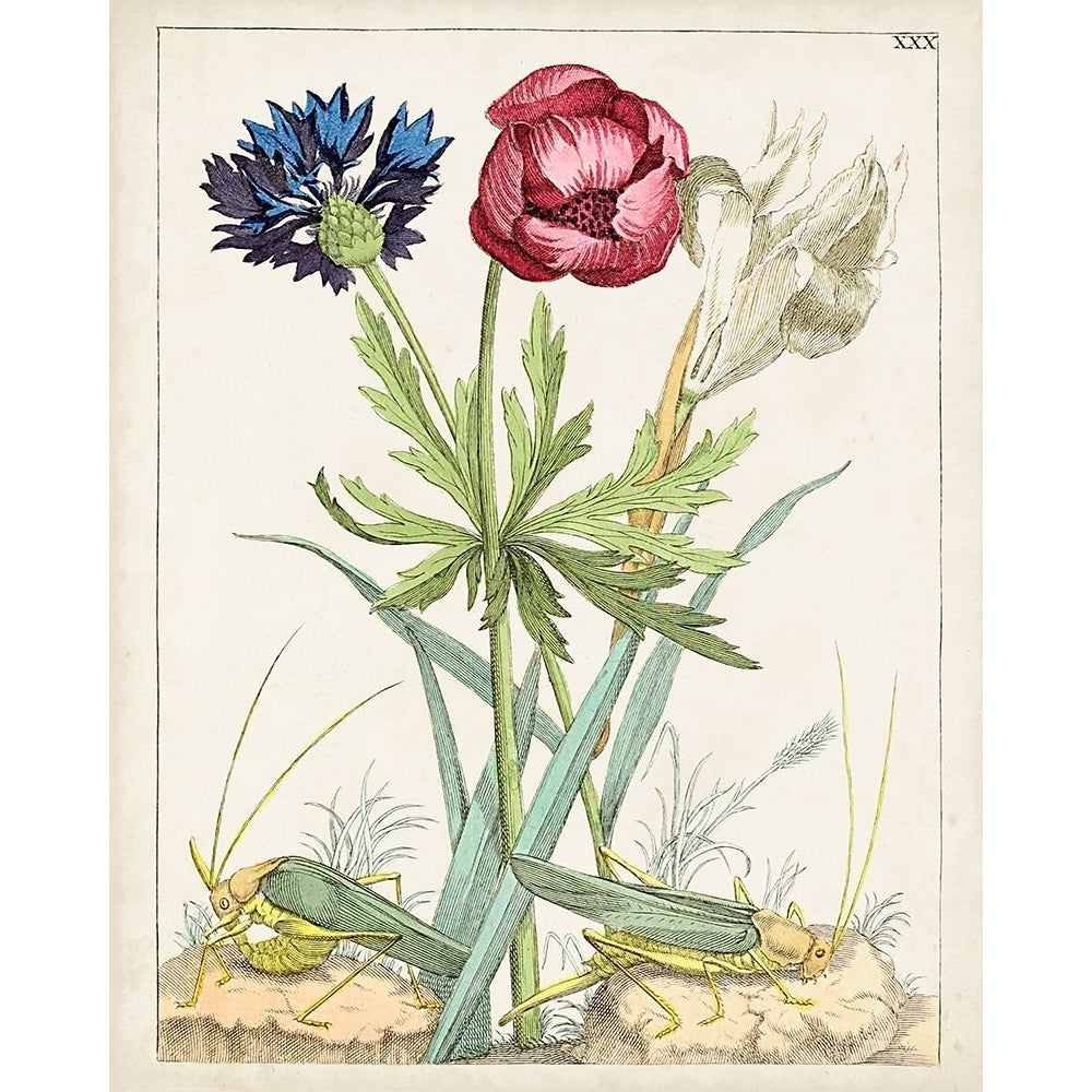 Dutch Florals X Poster Print - Unknown-VARPDX199526Z Image 1