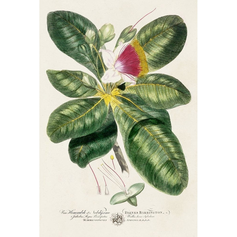 Imperial Tropical Botanical I Poster Print - John Miller-VARPDX199628Z Image 1