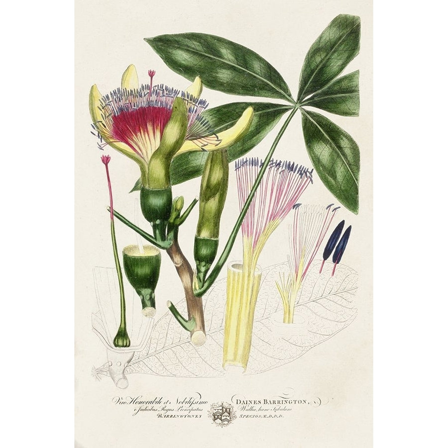 Imperial Tropical Botanical II Poster Print - John Miller-VARPDX199629Z Image 1