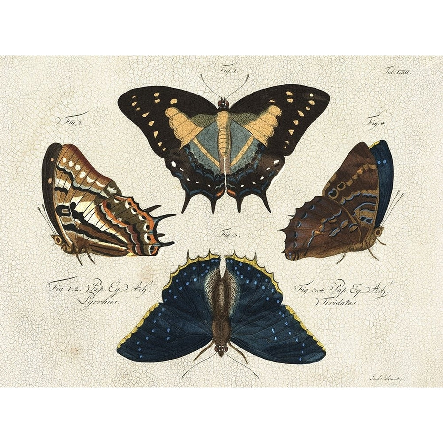 Crackled Butterflies IV Poster Print - Studio Vision-VARPDX199758ZE Image 1