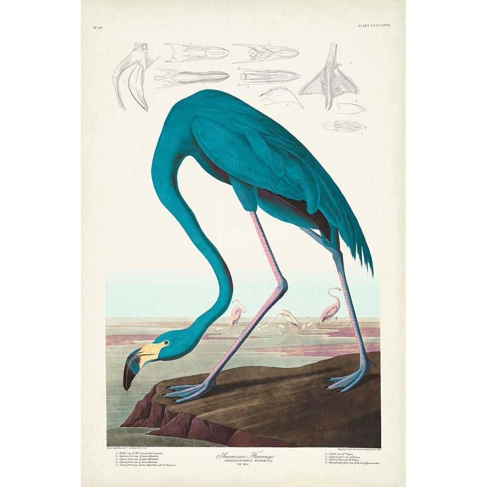 Custom Pl 431 American Flamingo I Poster Print - John James Audubon-VARPDX199839 Image 1