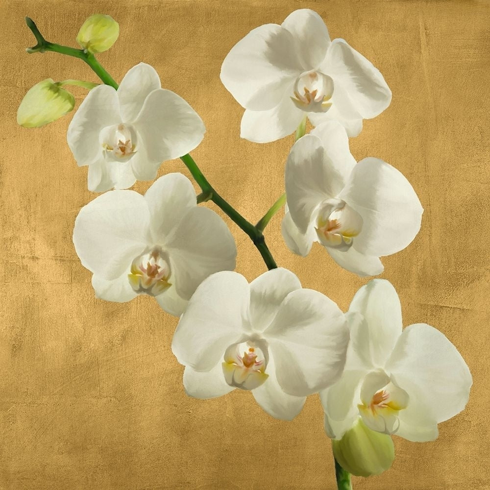 Orchids on a Golden Background I by Andrea Antinori-VARPDX1AT5750 Image 1