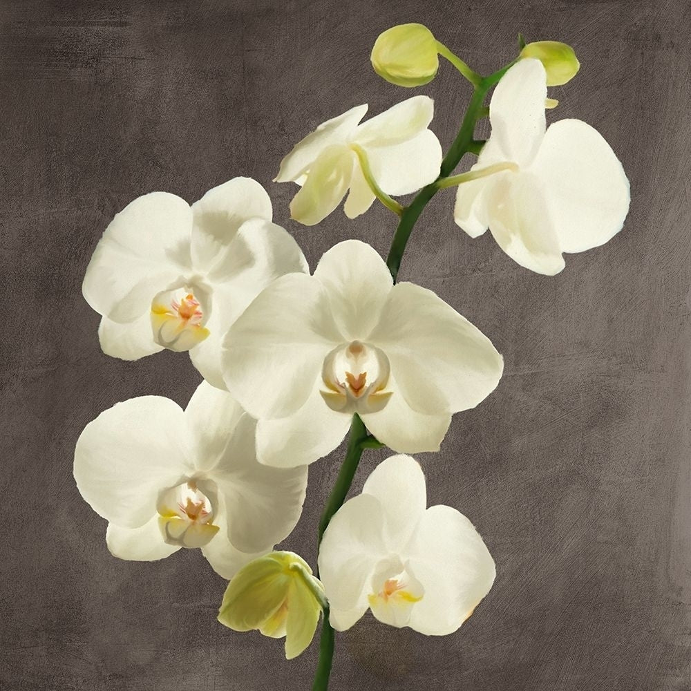 Orchids on Grey Background II by Andrea Antinori-VARPDX1AT5753 Image 1