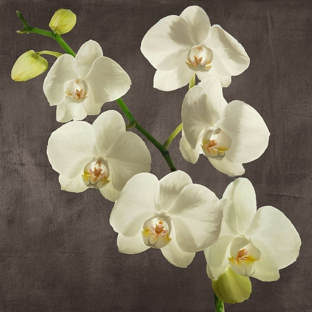 Orchids on Grey Background I by Andrea Antinori-VARPDX1AT5752 Image 1