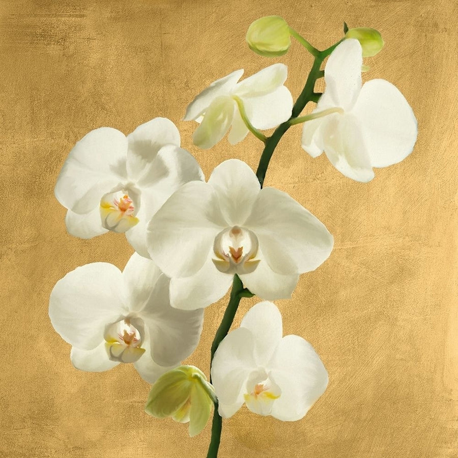 Orchids on a Golden Background II by Andrea Antinori-VARPDX1AT5751 Image 1