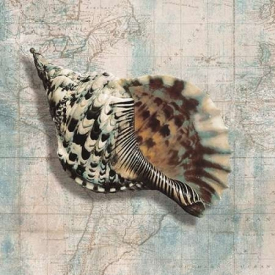 Sea Shell Poster Print by Ted Broome-VARPDX1BR1927 Image 1