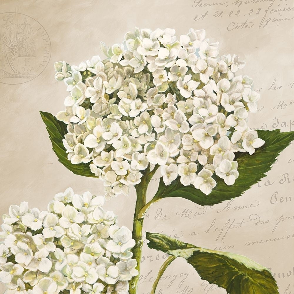 Hydrangeas II-VARPDX1DE4453 Image 1