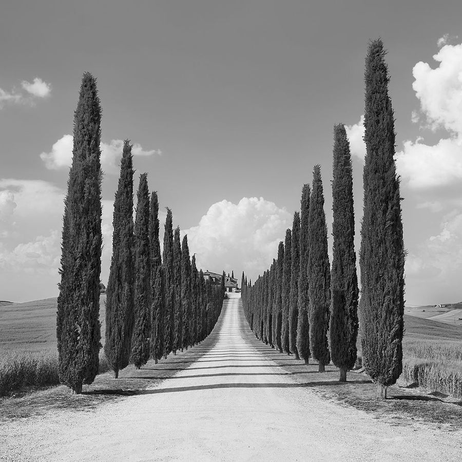 Cypress alley- San Quirico dOrcia- Tuscany-VARPDX1FK5184 Image 1