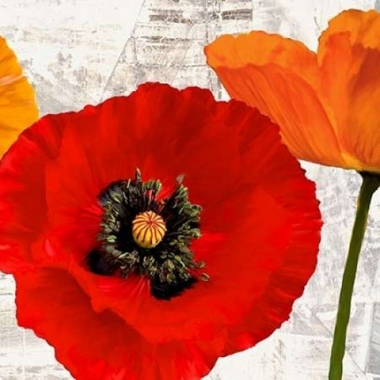 Summer Poppies III Poster Print by Jenny Thomlinson-VARPDX1JT2395 Image 1