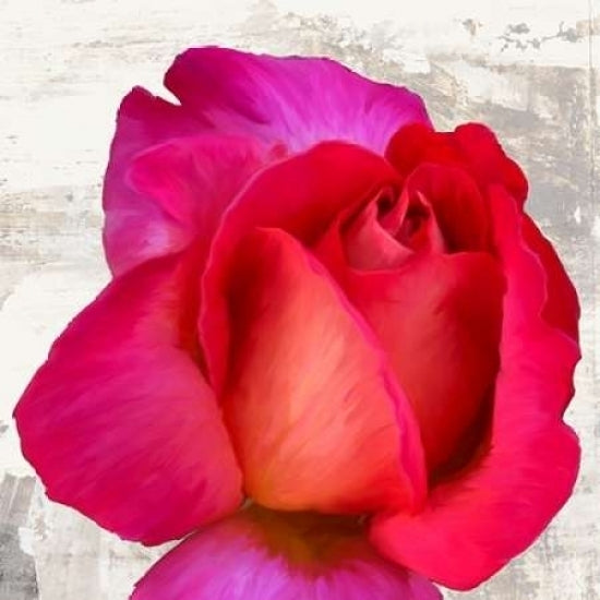 Spring Roses III Poster Print by Jenny Thomlinson-VARPDX1JT2398 Image 1