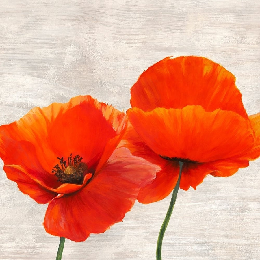 Bright Poppies II Poster Print by Thomlinson Jenny-VARPDX1JT4928 Image 1