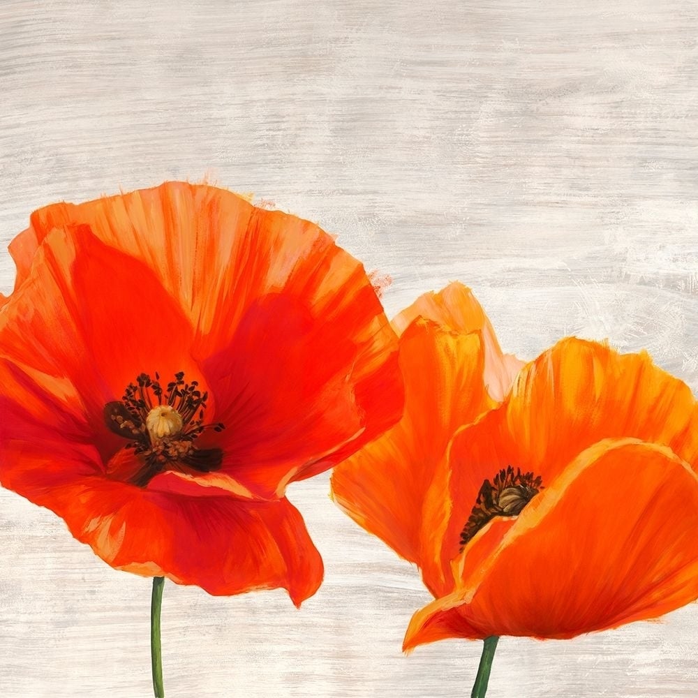 Bright Poppies I Poster Print by Thomlinson Jenny-VARPDX1JT4927 Image 1