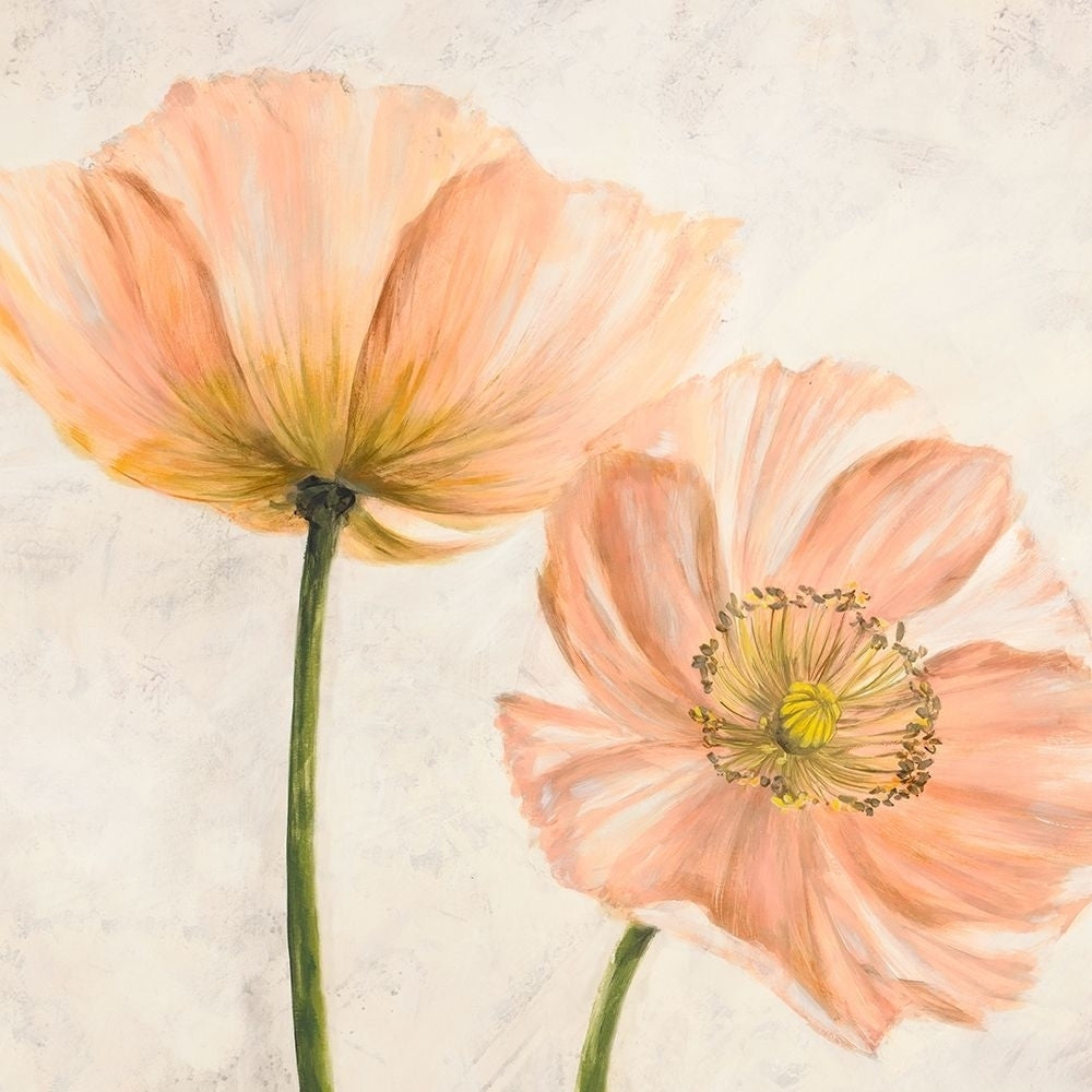 Poppies in Pink II Poster Print by Villa Luca-VARPDX1LC4511 Image 1