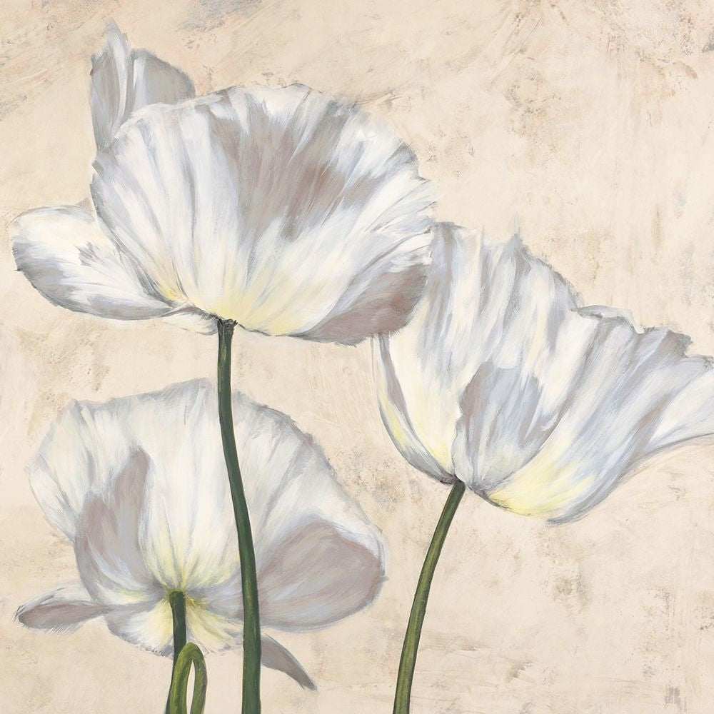 Poppies in White II Poster Print by Villa Luca-VARPDX1LC4509 Image 1